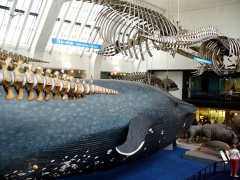 Blue whale and friends