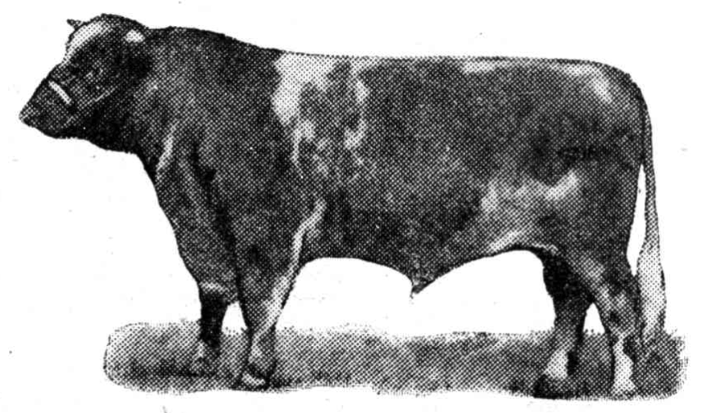 Black and white illustration of a bull standing in profile.