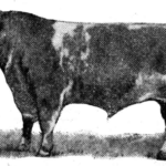Black and white illustration of a bull standing in profile.